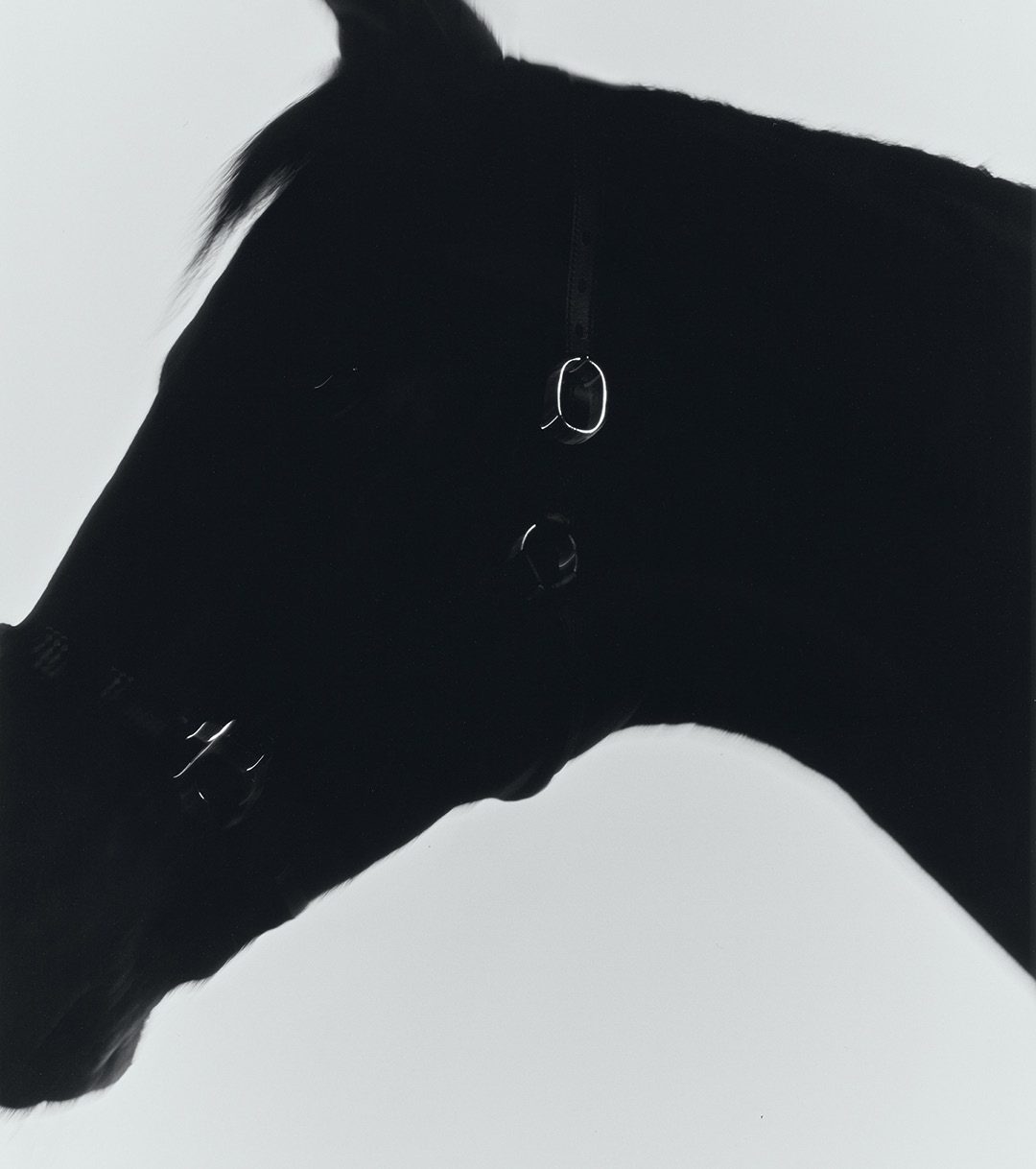 Black horse in silhouette against a pale sky